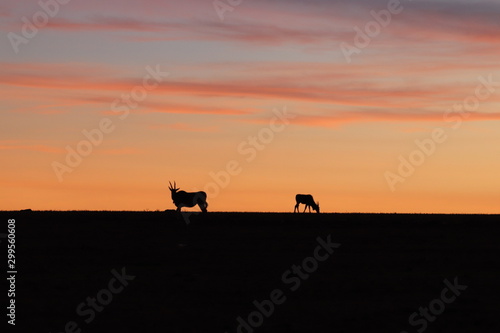 Silhouettes of elands in the evening light.