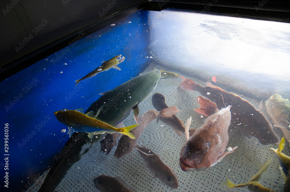 生簀 水槽 魚 海 新鮮 アジ 鯛 網 刺身 活魚 生きた 泳 鯵 すくう 漁業 漁 天然 食材 鮮度 釣り 網 料理 調理 食材 海水 群れ 青魚  漁港 漁船 Stock Photo 