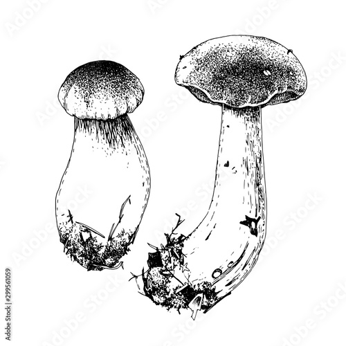 Hand drawn boletus mushrooms