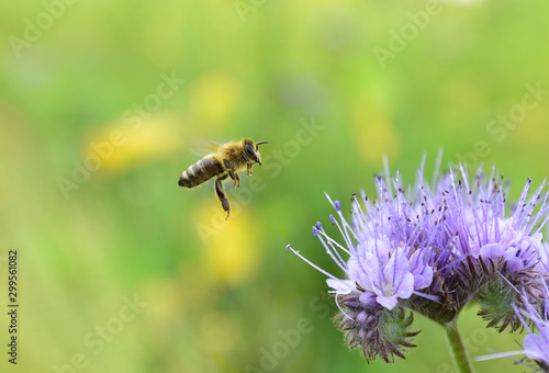 Kleine Biene im Rapsfeld © vera94