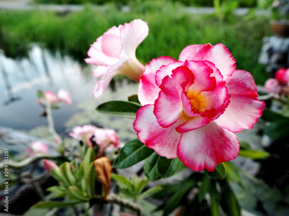 Flower in the nature so beautiful Flower in the nature so beautiful