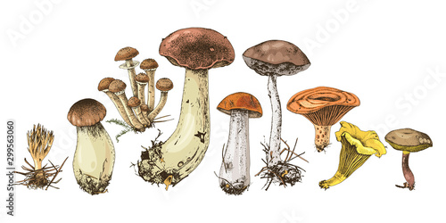 Hand drawn forest mushrooms