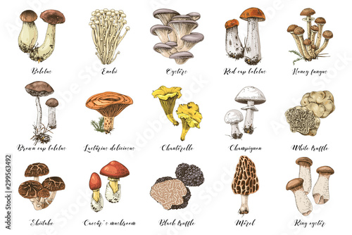 Hand drawn edible mushrooms collection photo