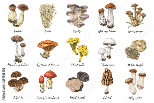 Hand drawn edible mushrooms collection