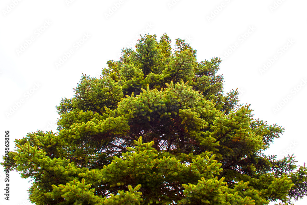 Pine green in the morning bright summer landscape alone background Pine green in the morning bright summer landscape alone background