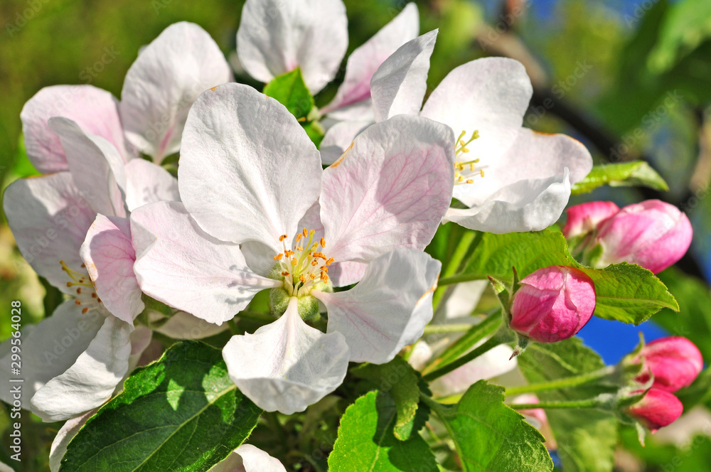 Obraz premium Apfelbaumblüten