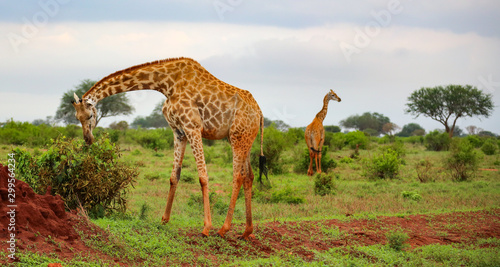 giraffe in savanna