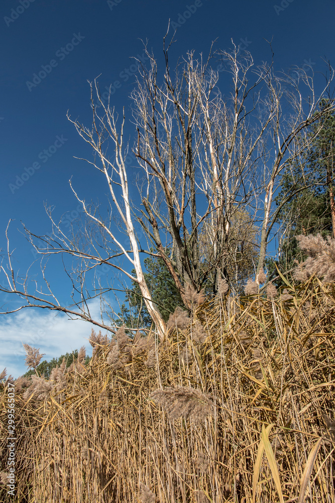 Fototapeta premium Dry reeds on the shore of the lake, cane layer, cane seeds, other thickets. Golden reed and leaves in the rays of the autumn sun.