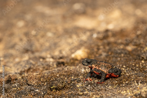 Maldonada redbelly toad - Melanophryniscus moreirae