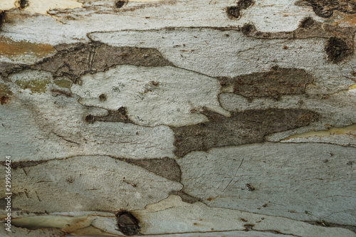 old wood background