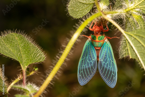 Obraz na plátne Cicada in metamorphosis in southeastern Brazil