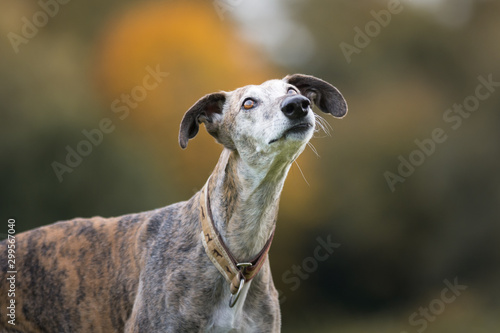 Obraz na płótnie Portrait eines gestromten Galgo