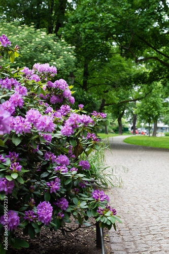 Walk on a warm sunny day in the park Volkspark Friedrichshain in Berlin, green lawns and beautiful flowers