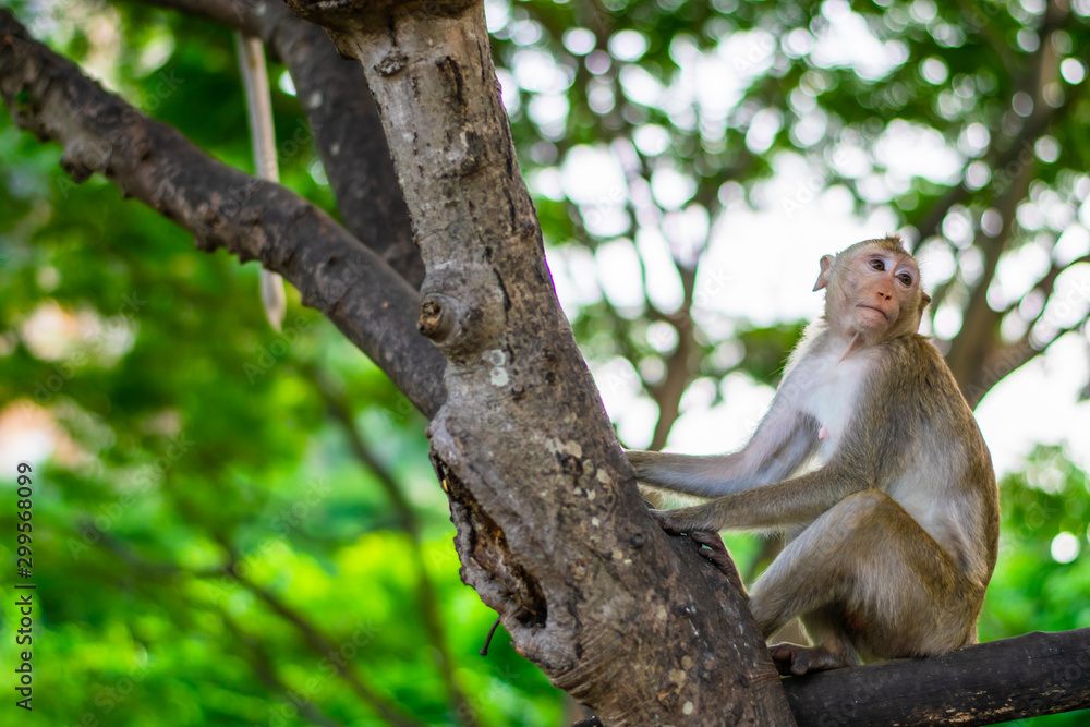 Fototapeta premium A monkey on the tree