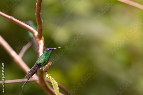 Violet-capped woodnymph hummingbird - Thalurania glaucopis © Hamilton