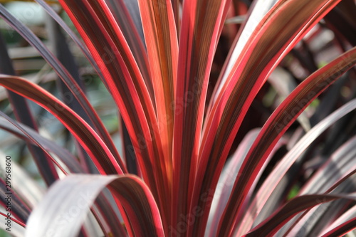 Cabbage Palm Cordyline Australis Red photo