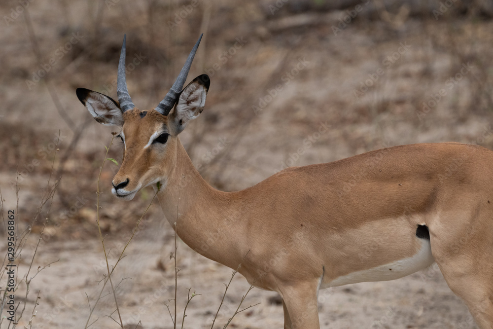 Impala antelope in Selous Game Reserve, Tanzania Impala antelope in Selous Game Reserve, Tanzania