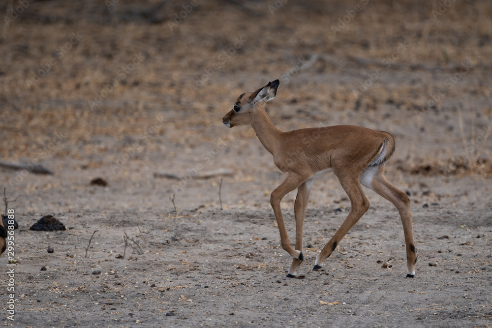 Impala antelope in Selous Game Reserve, Tanzania Impala antelope in Selous Game Reserve, Tanzania