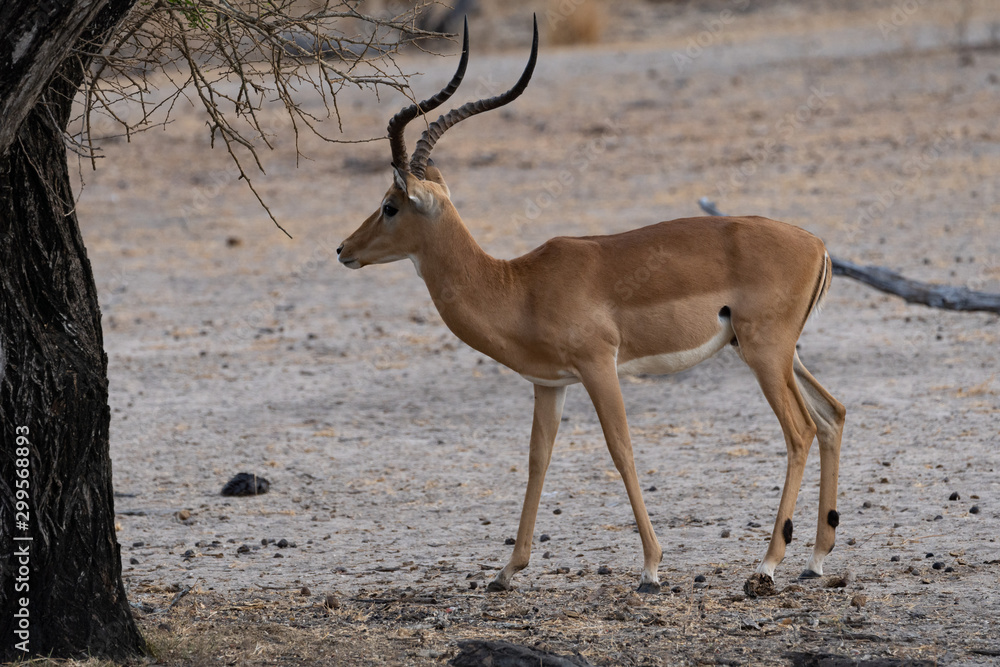 Naklejka premium Impala antelope in Selous Game Reserve, Tanzania