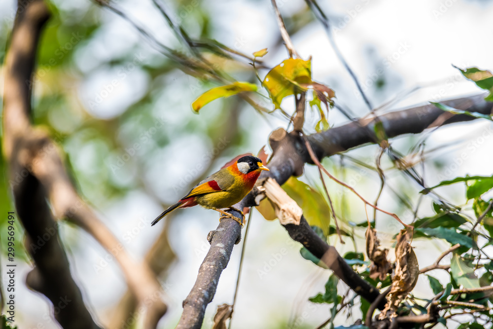 Silver-Eared Mesia (Formal Name: Leiothrix argentauris) Silver-Eared Mesia (Formal Name: Leiothrix argentauris)