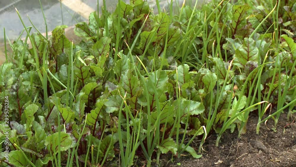 Several rows of lettuce and leeks in a tidy garden plot Several rows of lettuce and leeks in a tidy garden plot