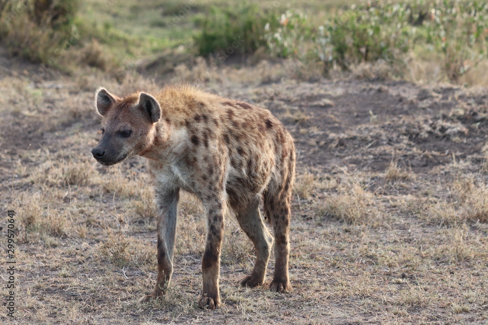 Spotted hyena (crocuta crocuta) in the african savannah. Spotted hyena (crocuta crocuta) in the african savannah.