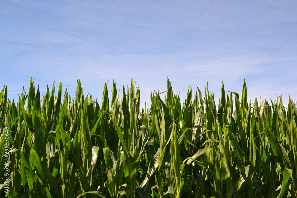 Corn plantation under the summer sky