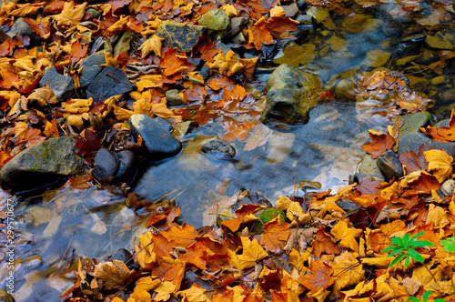 Maple leaves lie on the water in autumn.