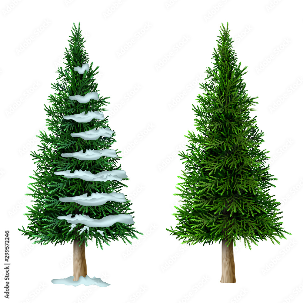 Realistic vector pine tree set isolate - obrazy, fototapety, plakaty 
