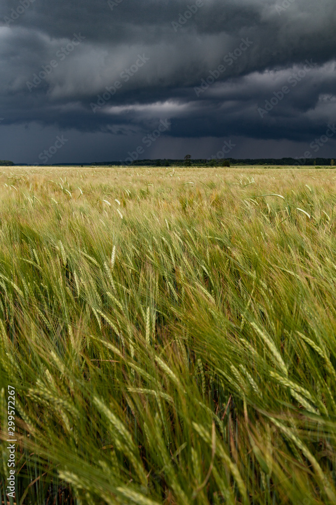 Stormy summer afternoon in countryside. Stormy summer afternoon in countryside.