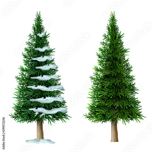Realistic vector pine tree set isolate