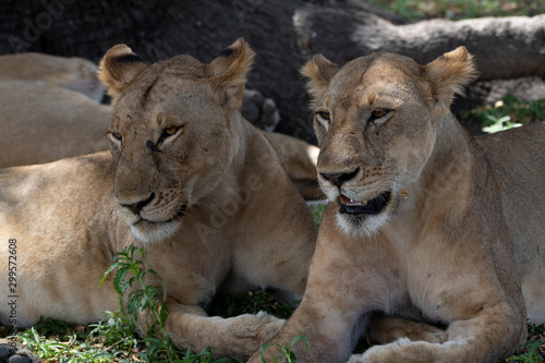 Lions in Selous Game Reserve, Tanzania