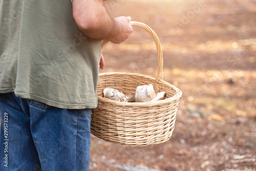 Man with wicker basket collecting mushrooms in forest. Autumn nature .