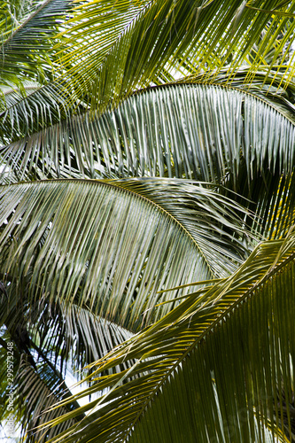 Palm tree forest in Tayrona Natural National Park  Colombia