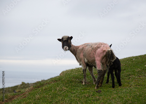 faroe islands photo