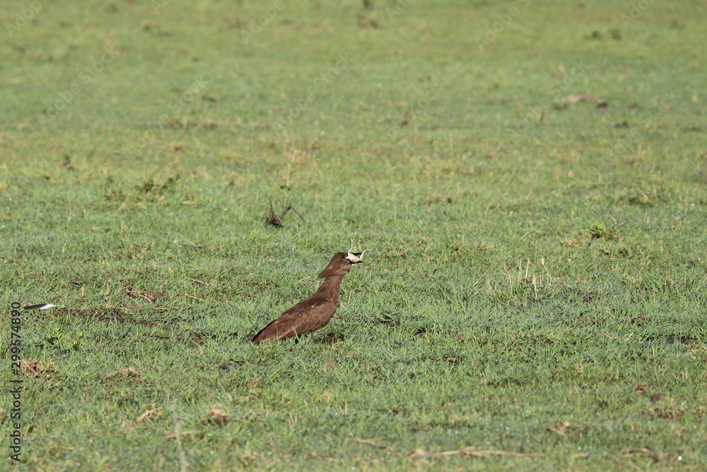 Hamerkop bird eating a frog in the african savannah. Hamerkop bird eating a frog in the african savannah.