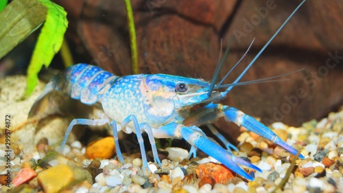 colorful Australian blue crayfish - cherax quadricarinatus in aquarium photo