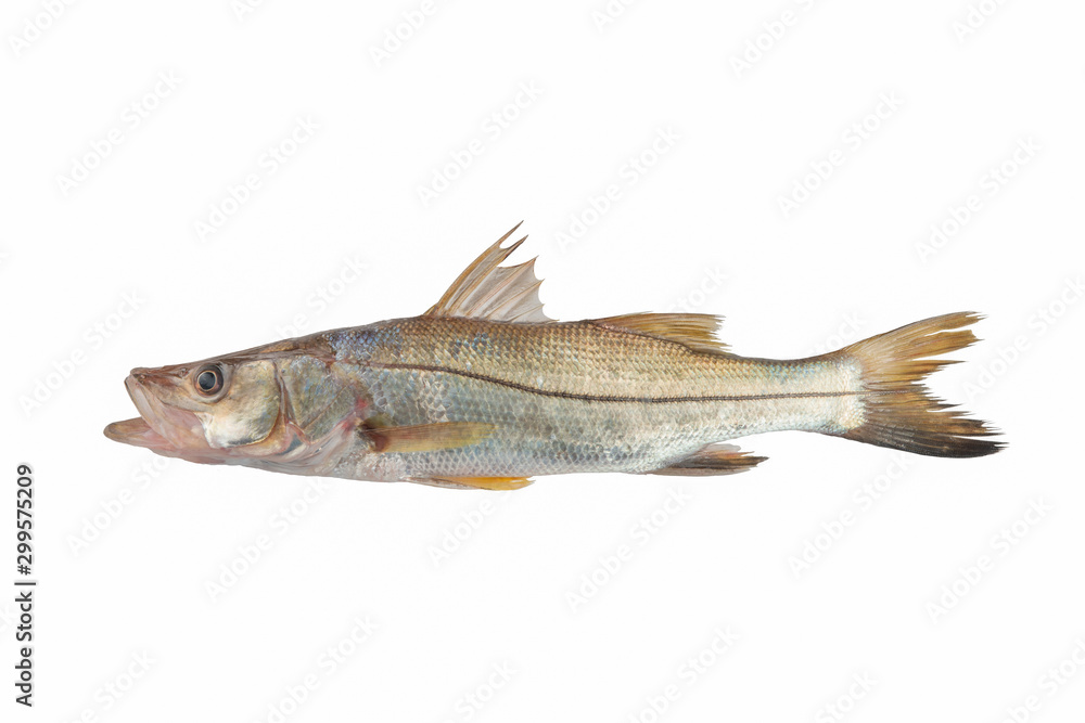 Big Snook or Bouche sea fish Trinidad Caribbean Isolated in White background