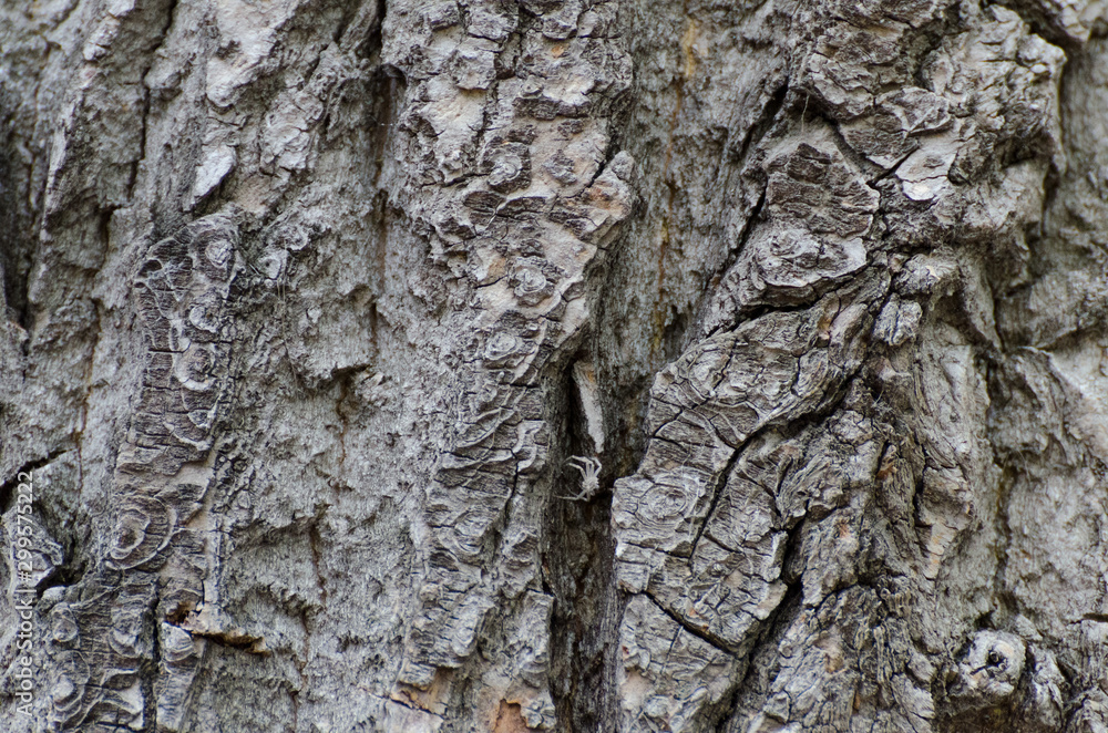 Obraz premium tree bark