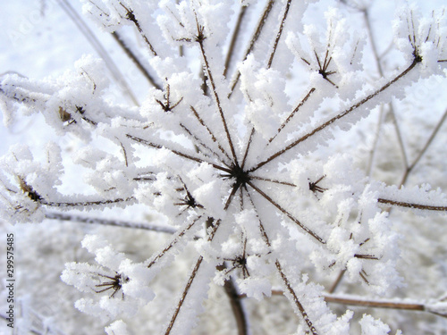 Wild grass with snow in close up. Winter landscape with weeds textural geometry. Decorative nature elements in the rural scene, abstract view. © Uldis
