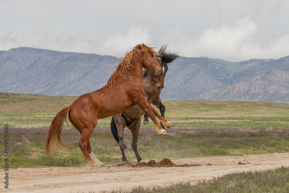 Naklejka premium Wild Horse Stallions Fighting in the Utah Desert in Spring