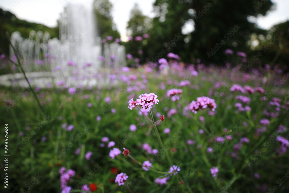 Fototapeta premium Verbena in Bernardine Gardens, Vilnuis, Lithuania