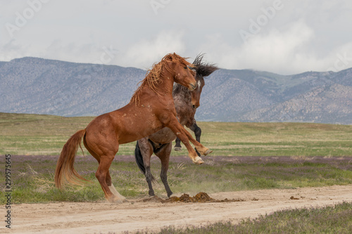 Wild Horse Stallions Fighting in the Utah Desert in Spring © natureguy