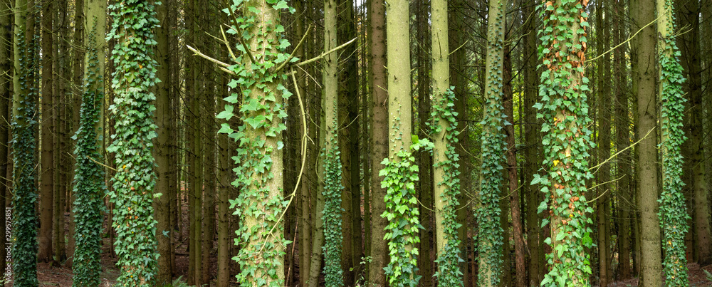 spruce tree trubks overgrown with ivy - obrazy, fototapety, plakaty 