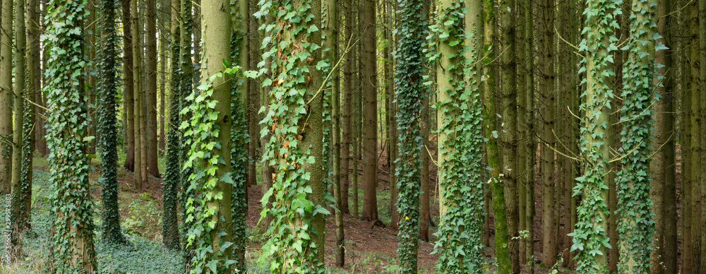Obraz premium spruce tree trubks overgrown with ivy