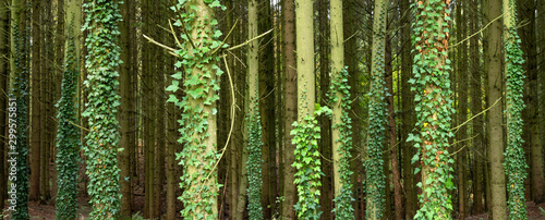 Valokuva spruce tree trubks overgrown with ivy