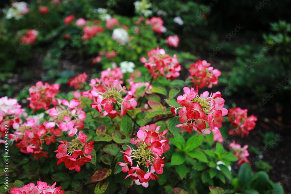 Hydrangeas in Bernardine Gardens, Vilnuis, Lithuania Hydrangeas in Bernardine Gardens, Vilnuis, Lithuania
