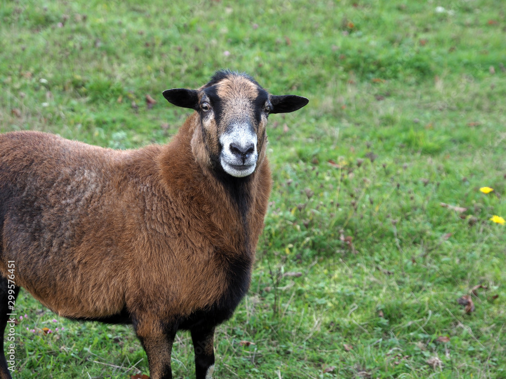 Fototapeta premium Braunes Schaf steht auf der Wiese 