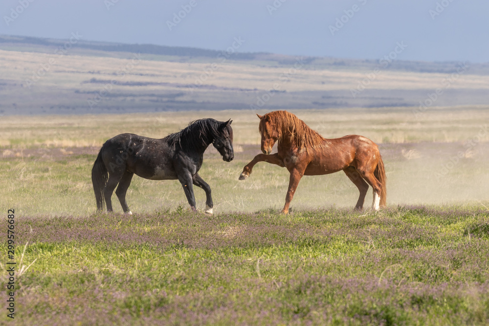 Wild Horse Stallions Fighting in the Utah Desert in Spring Wild Horse Stallions Fighting in the Utah Desert in Spring