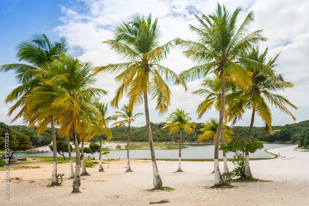Coconut trees by the Abaete Lagoon, famous landmark of Itapua neighborhood in Salvador, Bahia - Brazil Coconut trees by the Abaete Lagoon, famous landmark of Itapua neighborhood in Salvador, Bahia - Brazil
